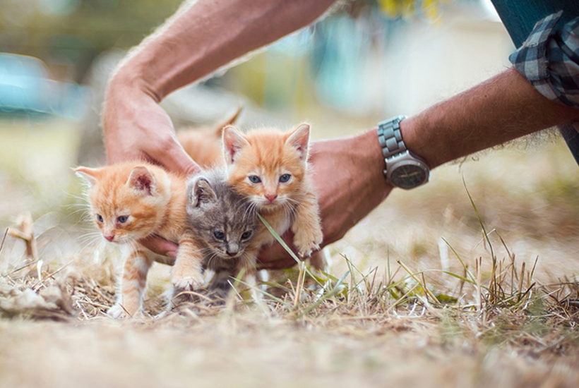 babykittens gevonden