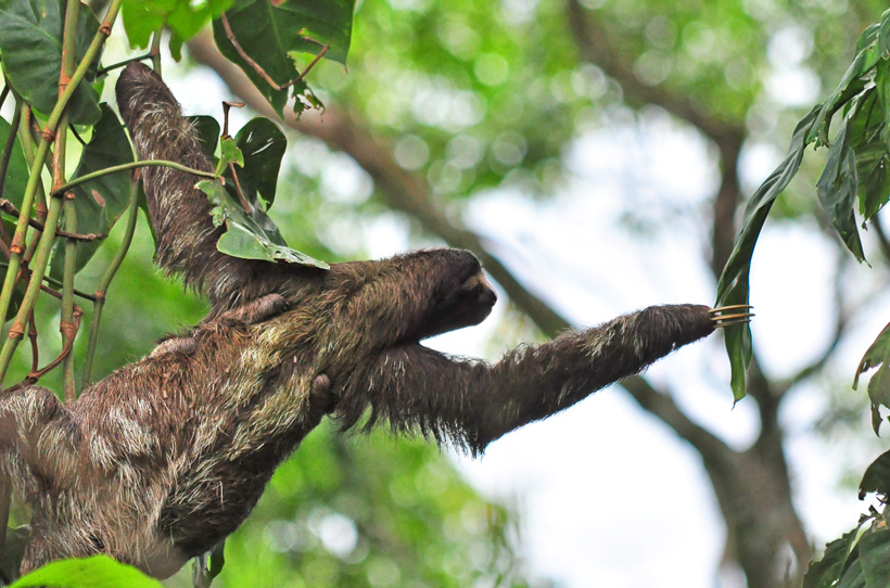 luiaard in cahuita nationaal park