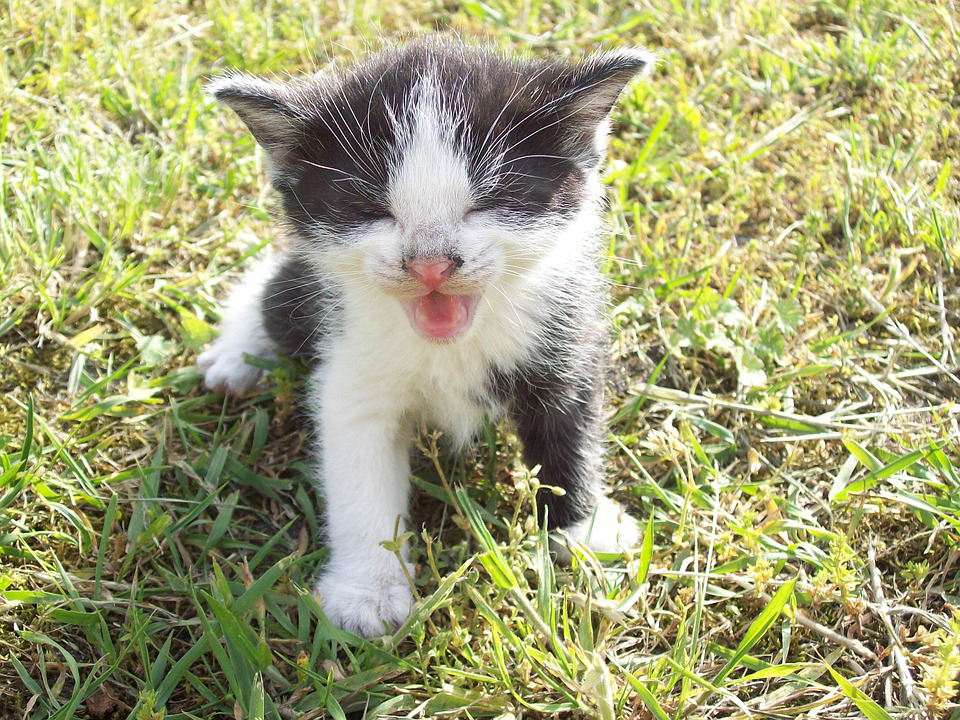 babykitten gevonden in tuin