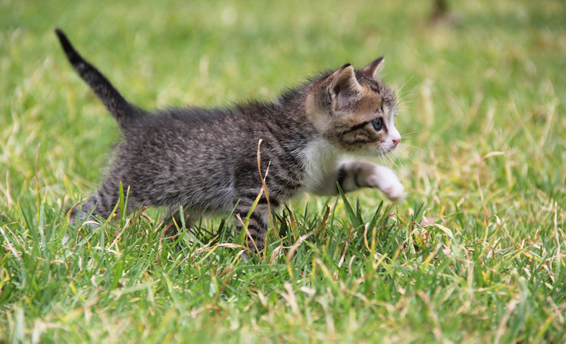 kitten gevonden in tuin