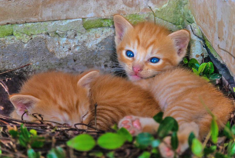 babykittens in tuin gevonden