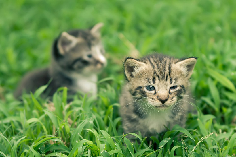babykittens gevonden in de tuin