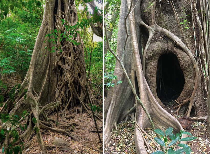 bomen in Rincon de la Vieja