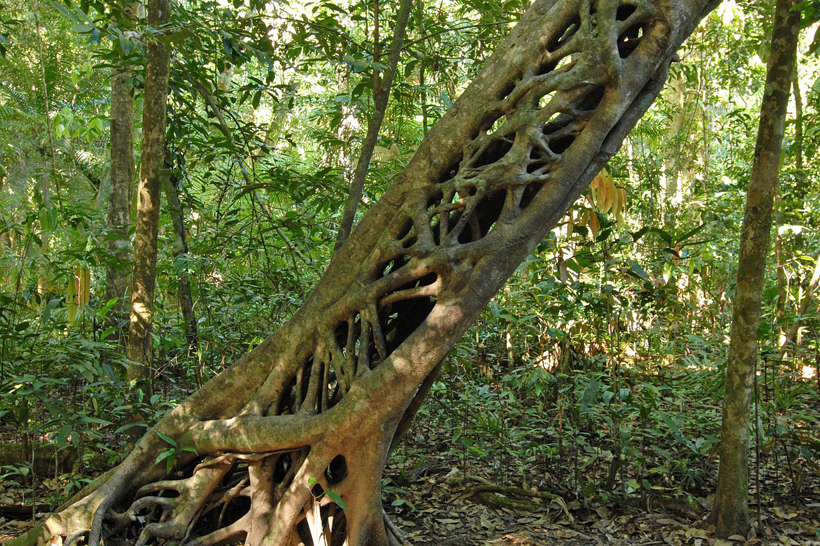 bomen in Rincon de la Vieja