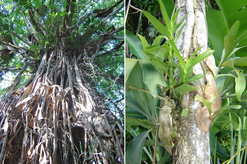 catedral fig tree