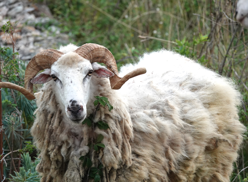 wild schaap in Beli