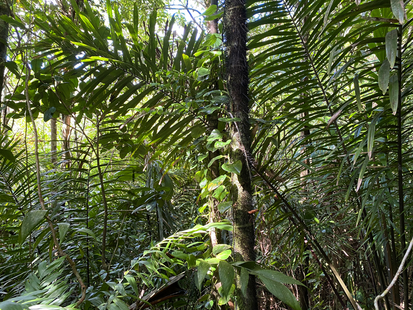 regenwoud in Panama
