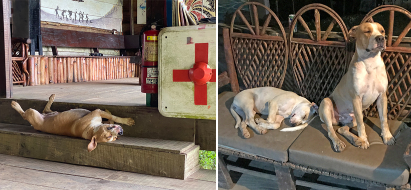 honden in Pachamama