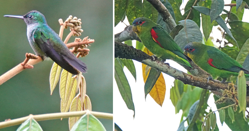 vogels in la Republica Pachamama