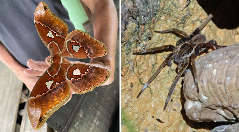 mot en tarantula Pachamama