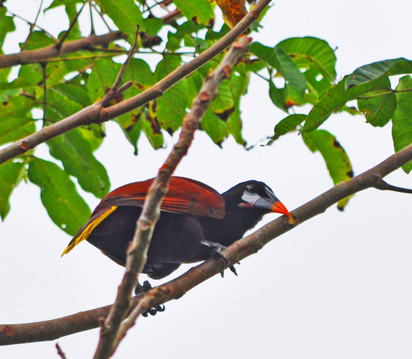 oropendola bocas del toro