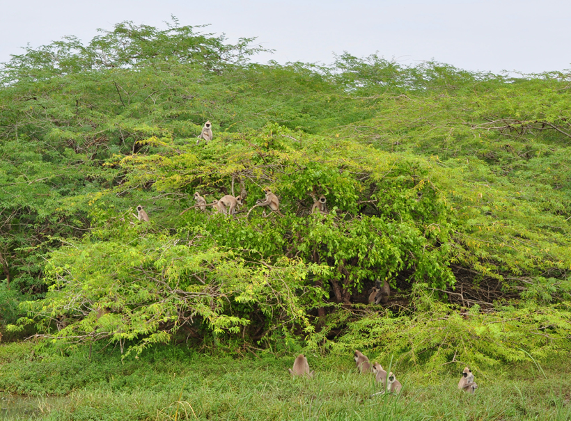 langoeren in Bundala Nationaal Park