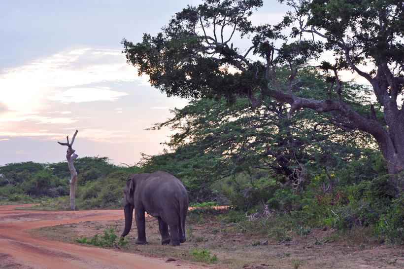 olifant in Bundala Nationaal Park