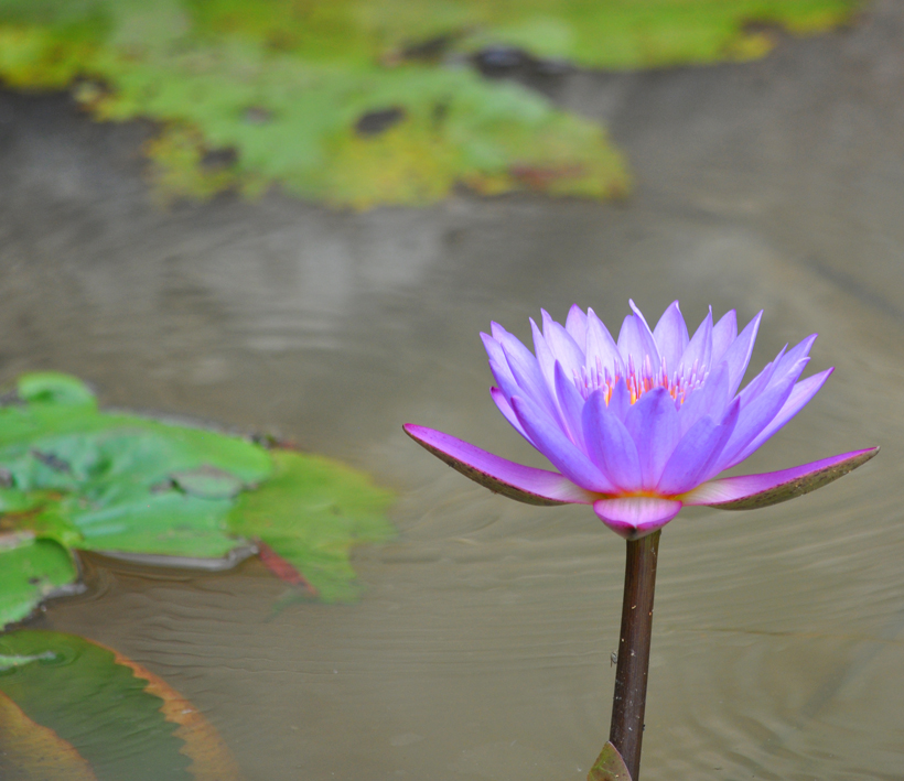 paarse lotusbloem sri lanka