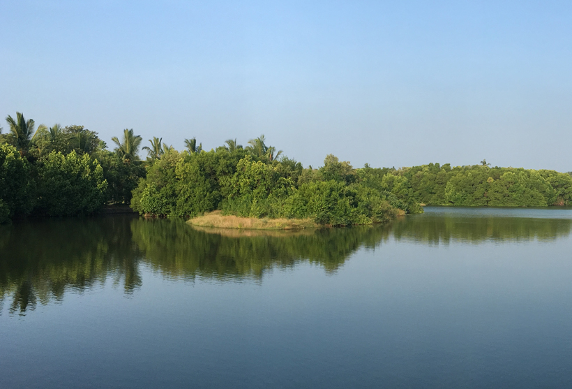 mangrove tangalle natuur en rust