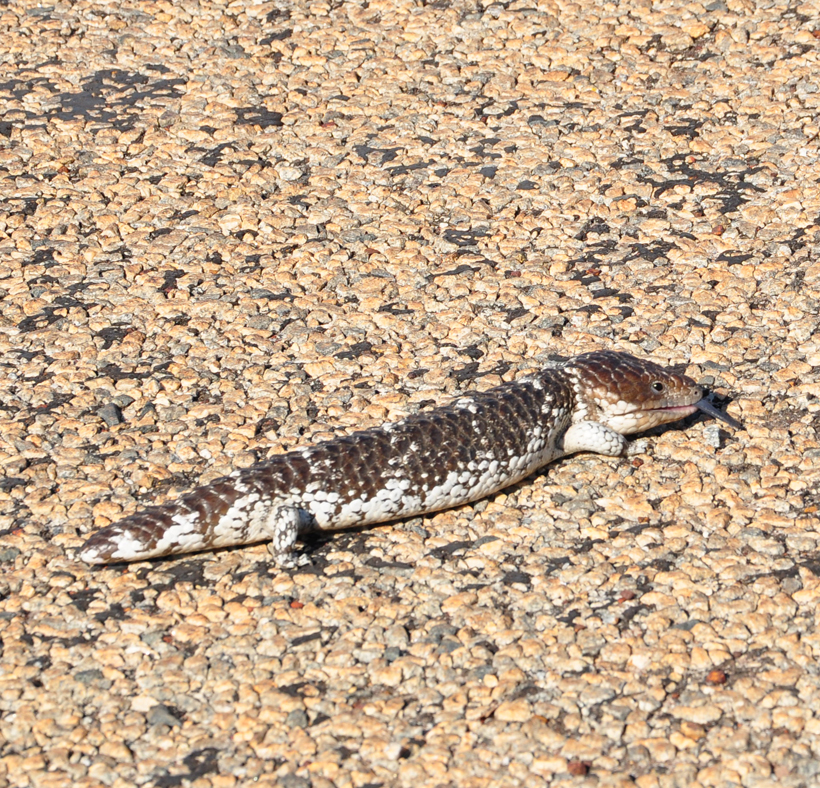 bobtail op de weg in western australia