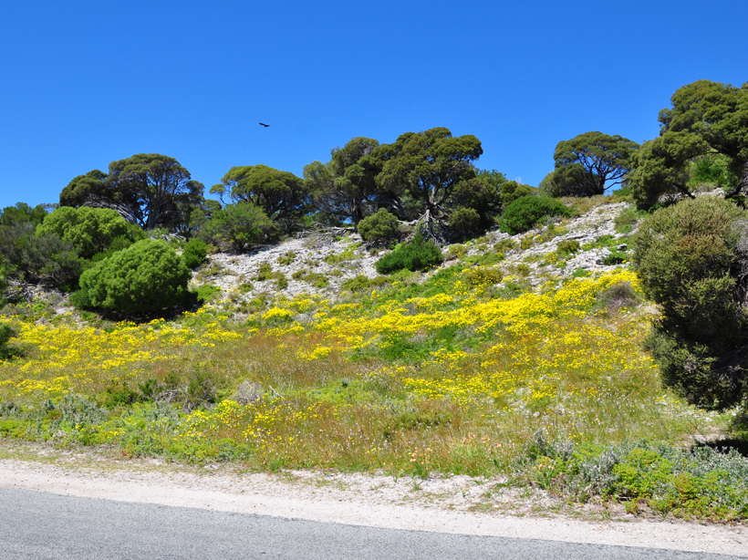 Rottnest Island veldbloemen