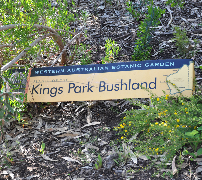 Kings Park in Perth in western australia