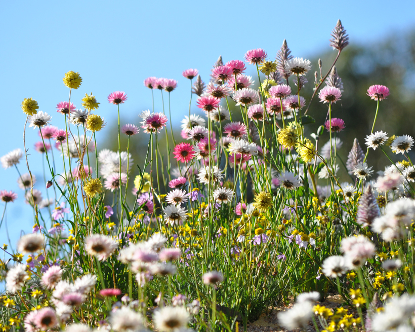 veldbloemen western australia