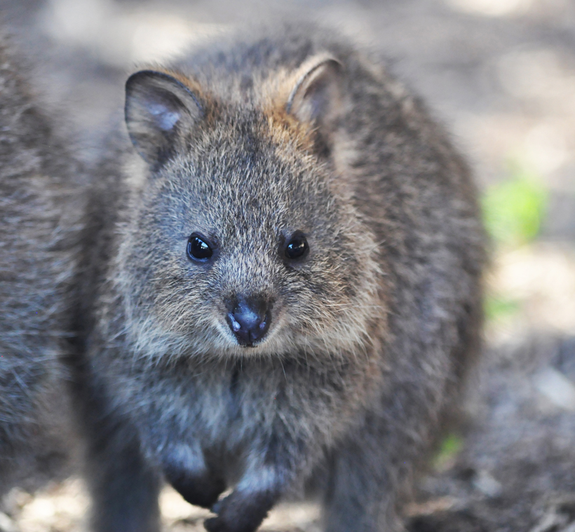 quokka close-up op Rottnest