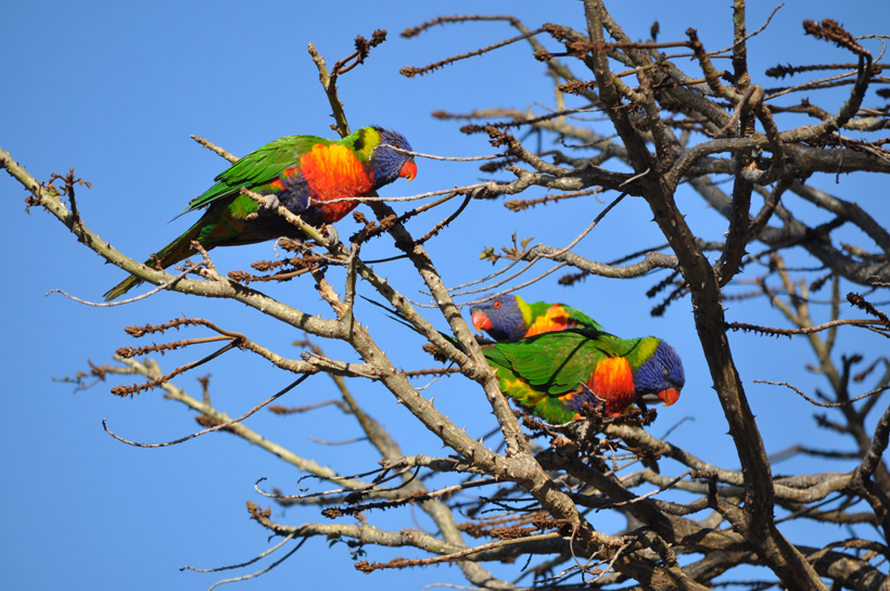 regenbooglori's in western australia