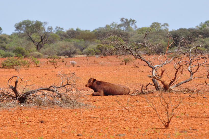 rund in golden outback