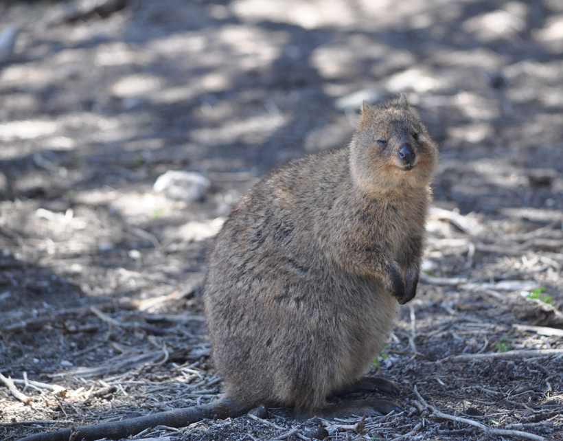 quokka snoetje