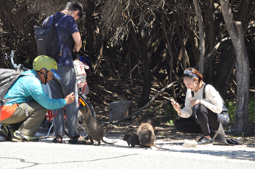 quoakka selfies op Rottnest Island