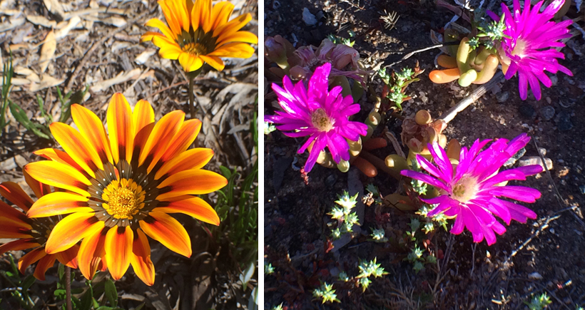 veldbloemen in oktober in western australia