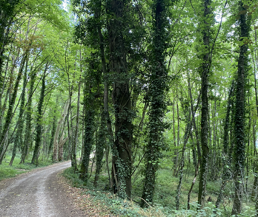 hoge bomen naar toul fort