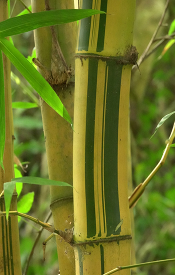 bamboo in mal pais