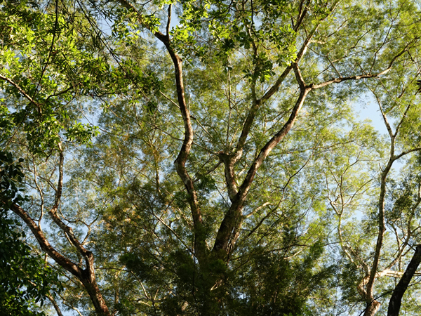 onder de bomen in karen mogensen natuurreservaat