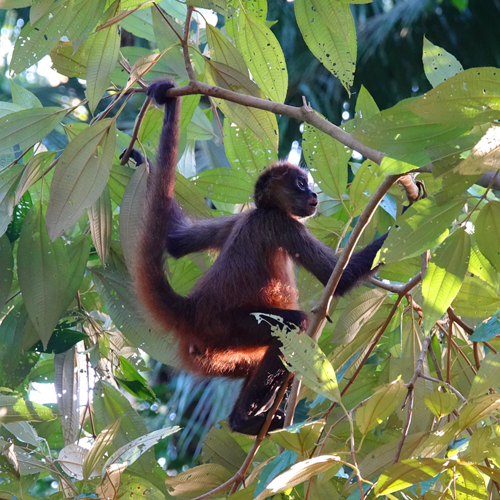 slingeraap in tortuguero