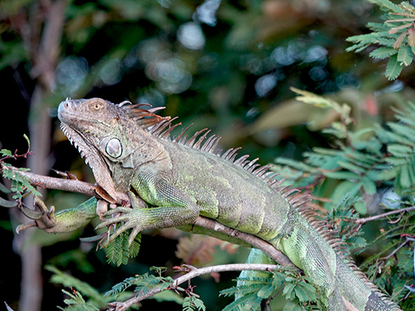 iguana iguana verkleurt tijdens paringsseizoen