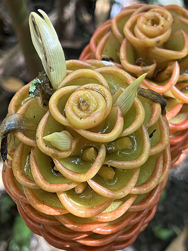 shampoo flower geel