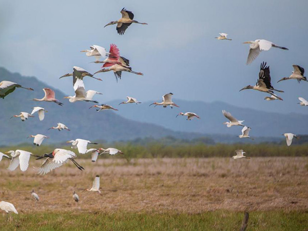 watervogels bij rancho humo