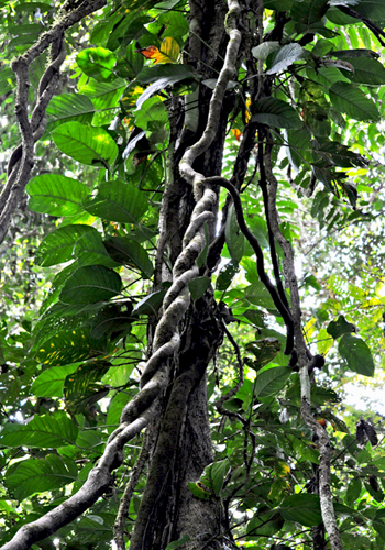 lianen in corcovado