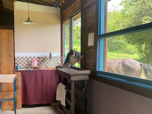 paard snoept eten uit keuken