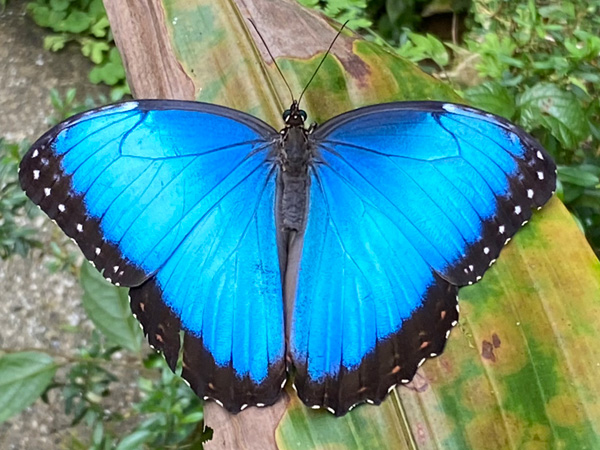 blue morpho