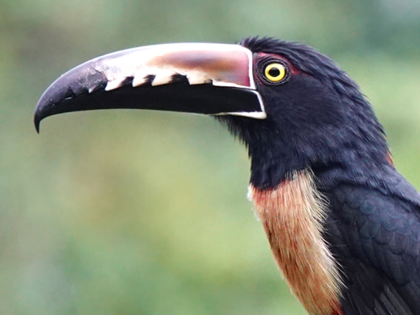 aracari closeup