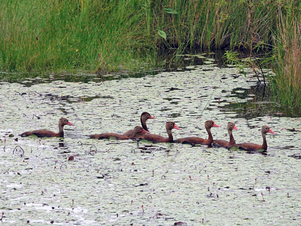 eendjes palo seco