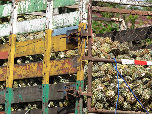 laadbak ananas