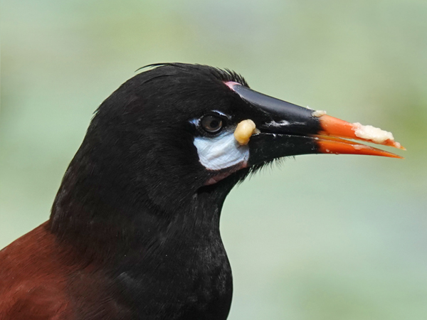 oropendola smult