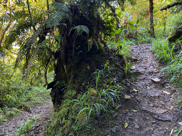 zigzagpaadjes in monte sky