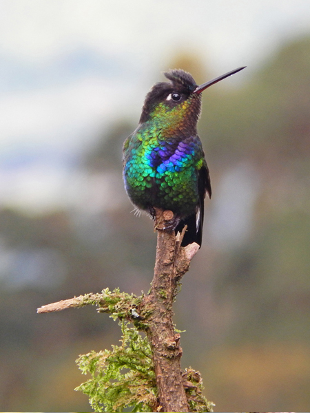 kolibrie in nevelwoudlodge Costa Rica