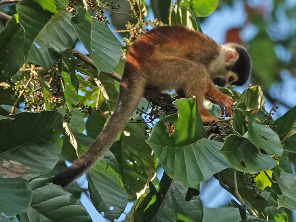 doodshoofdaapje en besjes