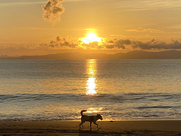 hond op strand preciosa