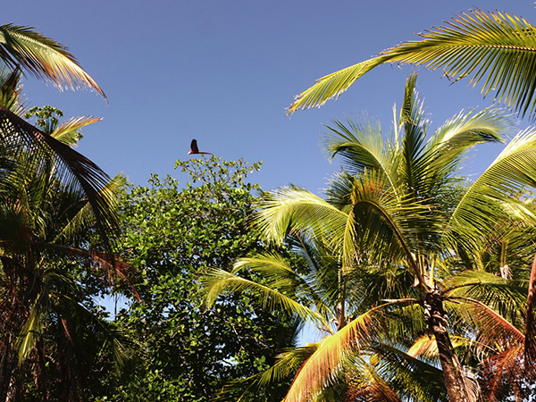 scarlet macaw in puerto jimenez