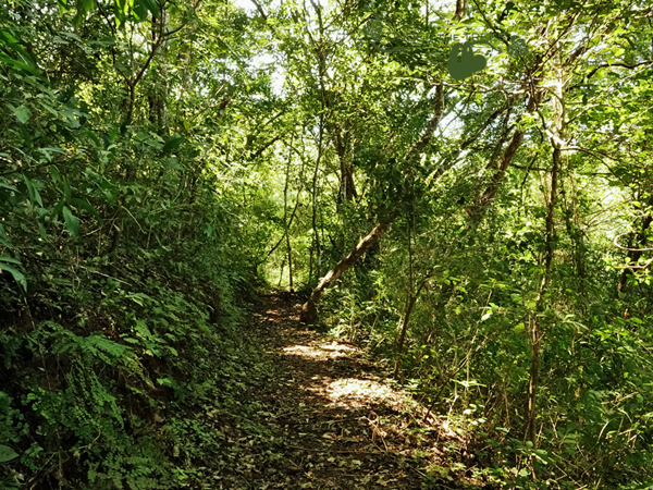 Wandelen in woud van Diria nationaal park