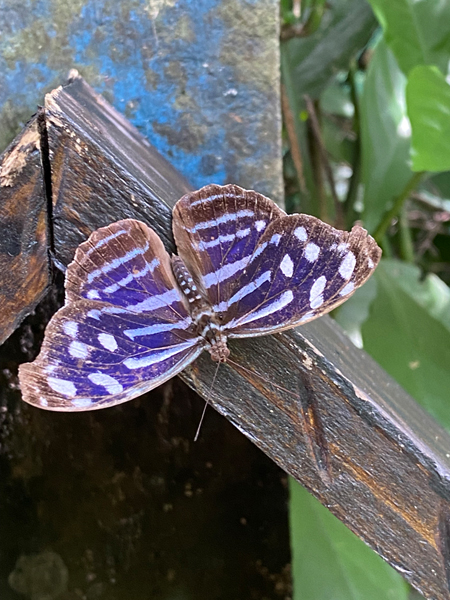 gestreeepte blauwe vlinder